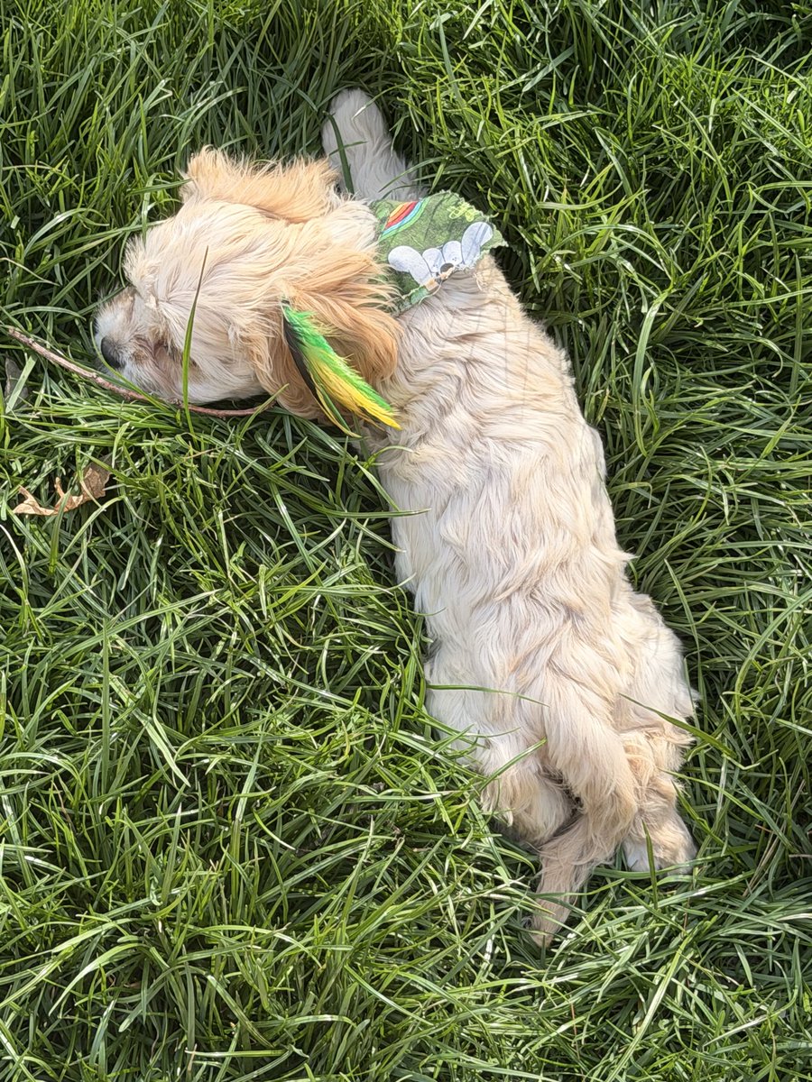 Chris Gaddy tweet media