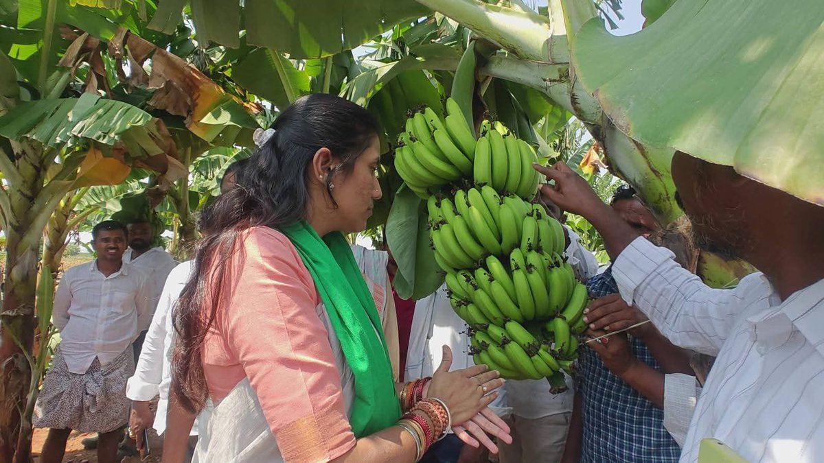 YSRCParty's tweet photo. 🚨 #TDPAntiFarmers

గుంతకల్ నియోజకవర్గం, పామిడి మండలంలో G కొట్టాలలో సుదర్శన్ రెడ్డి అనే రైతు 5ఎకరాల మొక్క జొన్న  నిన్నటి రోజున వడగండ్ల వానకు నేలకు ఒరిగిన విషయం తెలుసుకున్న వైయస్ఆర్ సీపీ జిల్లా ఉప అధ్యక్షురాలు శ్రీ. గౌ నైరుతి రెడ్డి గారు ఆ పొలానికి వెళ్లి పరిశీలించడం జరిగింది 
ఈ కార్యక్రమంలో జిల్లా నాయకులు, జిల్లా ఆర్గనైజింగ్ సెక్రెటరీ, పామిడి చెన్నకేశవ రెడ్డి గారు, రైతు విభాగం బాబు రావు, రాష్ట్ర కార్యదర్శి కింగ్, కొండాపురం సునీల్ రెడ్డి గారు, పామిడి పట్టణ కన్వీనర్, నాగూర్ ఈశ్వర్ రెడ్డి గారు, జిల్లా యూత్ ప్రధాన కార్యదర్శి పామిడి సూరి గారు, ముకుంద రెడ్డి గారు, సాగర్ రెడ్డి గారు, గజనంపల్లి దేవేందర్ గారు, టౌన్ ఉపాధ్యక్షులు, తుల్లా భాయ్, ఈభూది కాసిం గారు, శంకర్ నారాయణ గారు, నరసింహ గారు, రామ్ రెడ్డి గారు, నక్కఓబులేసు గారు, రామ్మోహన్ గారు, సుదర్శన్ రెడ్డి గారు, బీసీ అధ్యక్షులు, ఓబులేసు గారు, కాలాపురం  నారపరెడ్డి గారు, బీసీ సెల్ అధ్యక్షులు రంగనాయకులు , రాజారెడ్డి గారు, బోర్ల పుల్లయ్య గారు, సోషల్ మీడియా ఉమేష్, సాయి, వాసు, ఖలీల్, ఉదయ్, వైయస్ఆర్ సీపీ పామిడి మండల నాయకులు, గ్రామానికి సంబంధించిన నాయకులు, రైతులు పాల్గొన్నారు.

#SadistChandraBabu