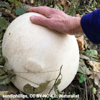 Having a ball this weekend? Here’s another ball to occupy your time: the giant puffball! This fungus sits on lawns &amp; meadows, absorbing nutrients from the soil. Its trillions of tiny spores emerge as a puff of "smoke" when the mushroom is disturbed.