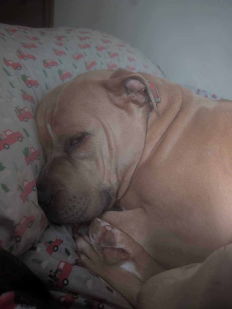 Dixieland enjoyer tweet media