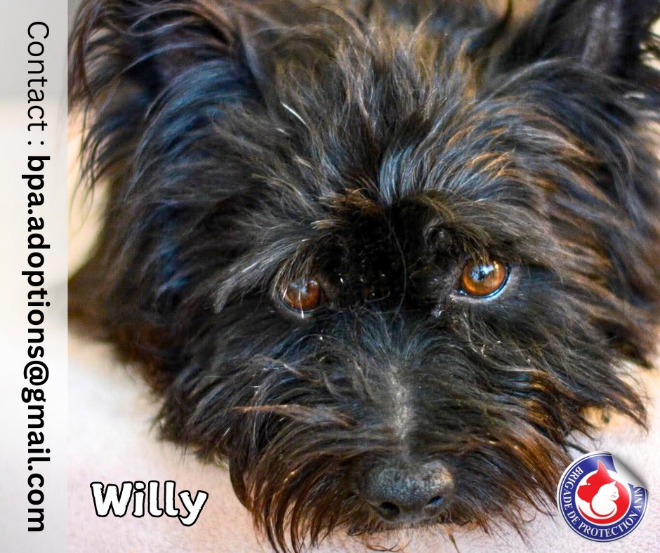 Brigade de Protection Animale – BPA tweet media