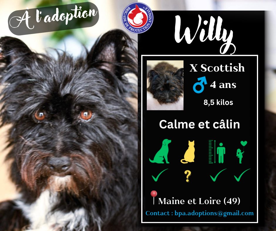 Brigade de Protection Animale – BPA tweet media