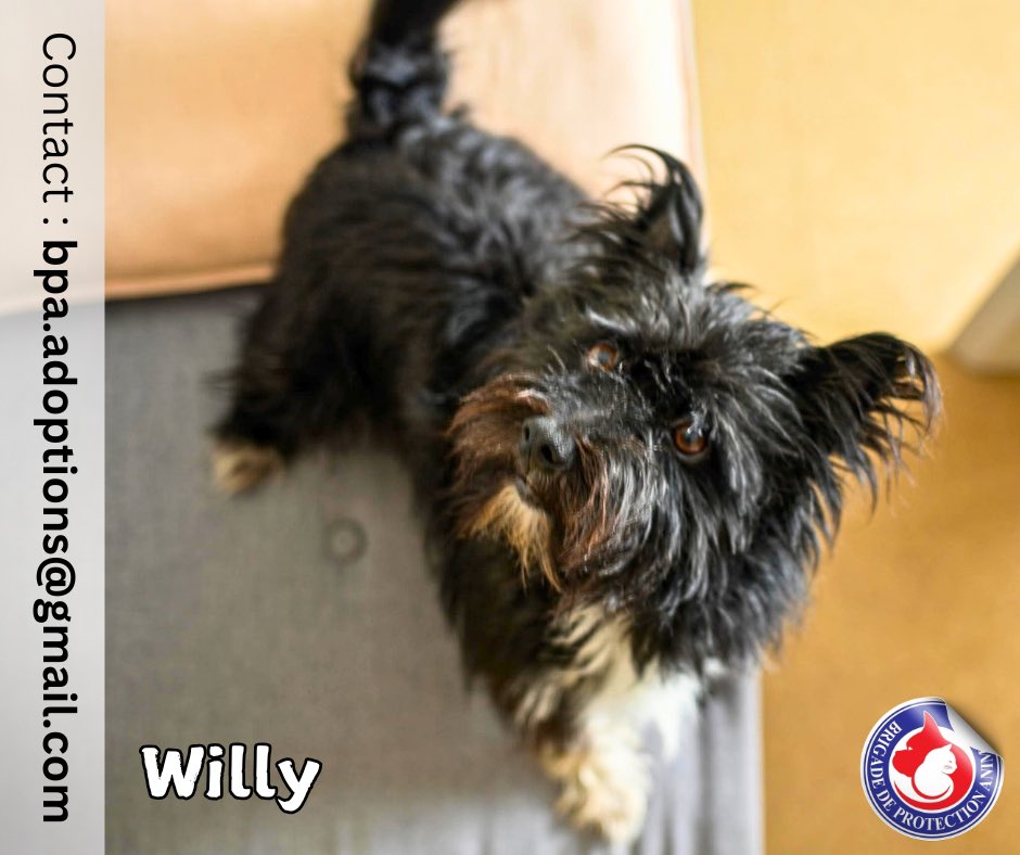 Brigade de Protection Animale – BPA tweet media