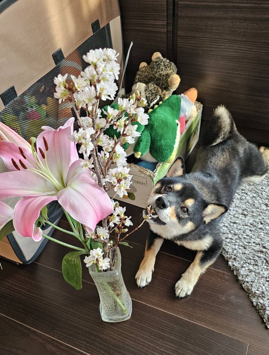 _ssrinu's tweet photo. 送った彼岸桜が咲いたよ〜、と
写真が届きました。食べていました。 https://t.co/iua5IKsghM
