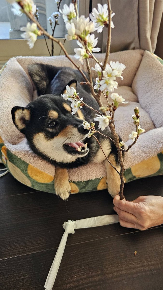 _ssrinu's tweet photo. 送った彼岸桜が咲いたよ〜、と
写真が届きました。食べていました。 https://t.co/iua5IKsghM