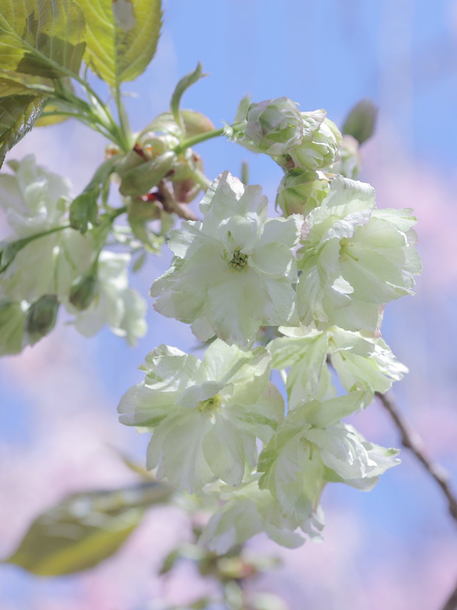 かえたろう tweet media