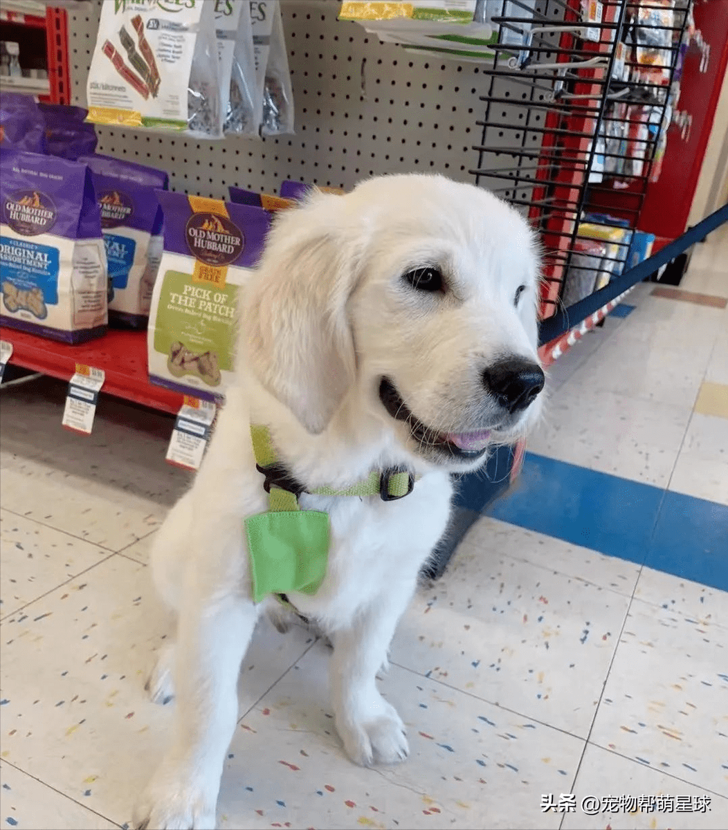 laura constantinescu tweet media