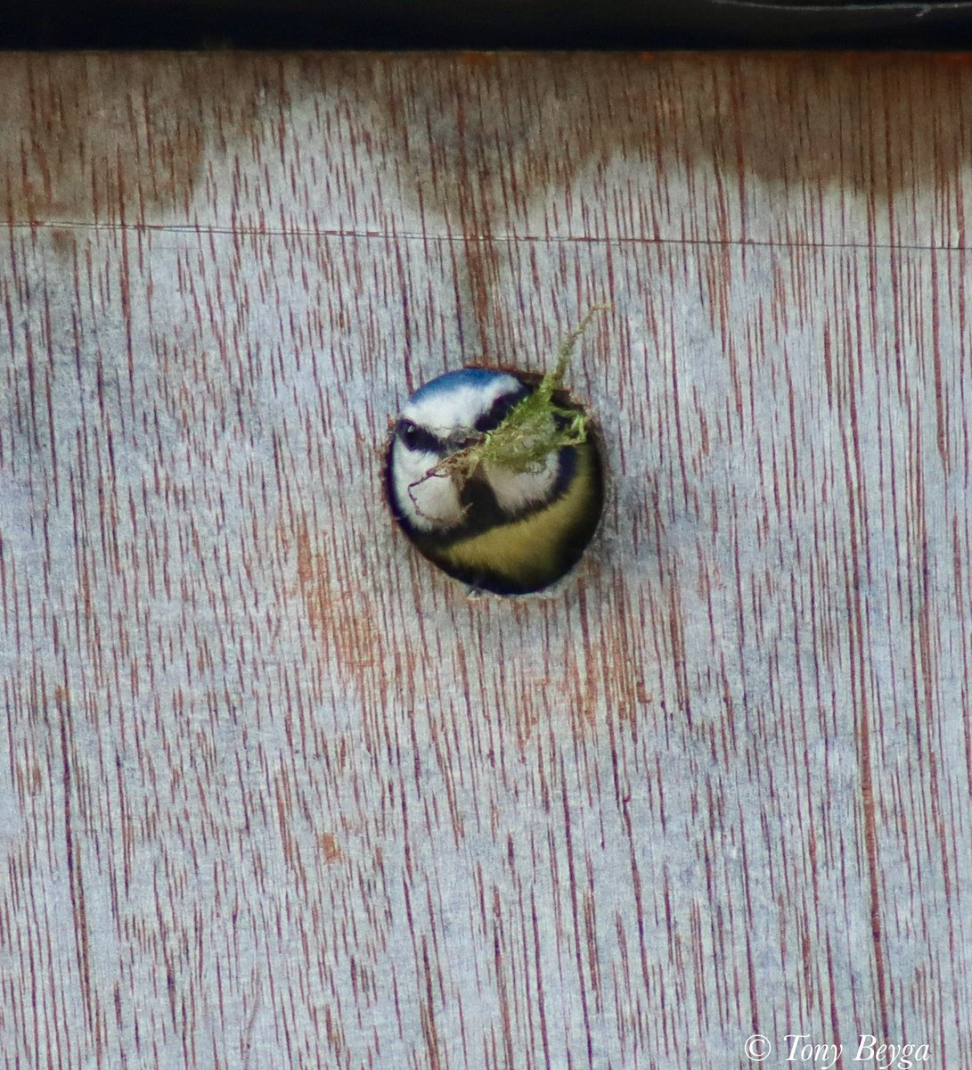 TheCPVG's tweet photo. Lovely to see the #Bluetits setting up home again this morning #nature @Natures_Voice #nesting #spring https://t.co/eVJePLEoib