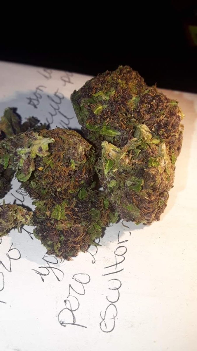 ovnikush20 tweet media