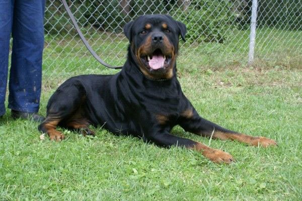 Legacy Breeders tweet media