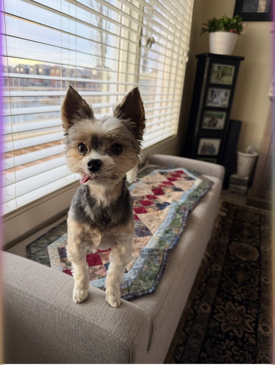 Cory & Gio 🐾🇨🇦 tweet media