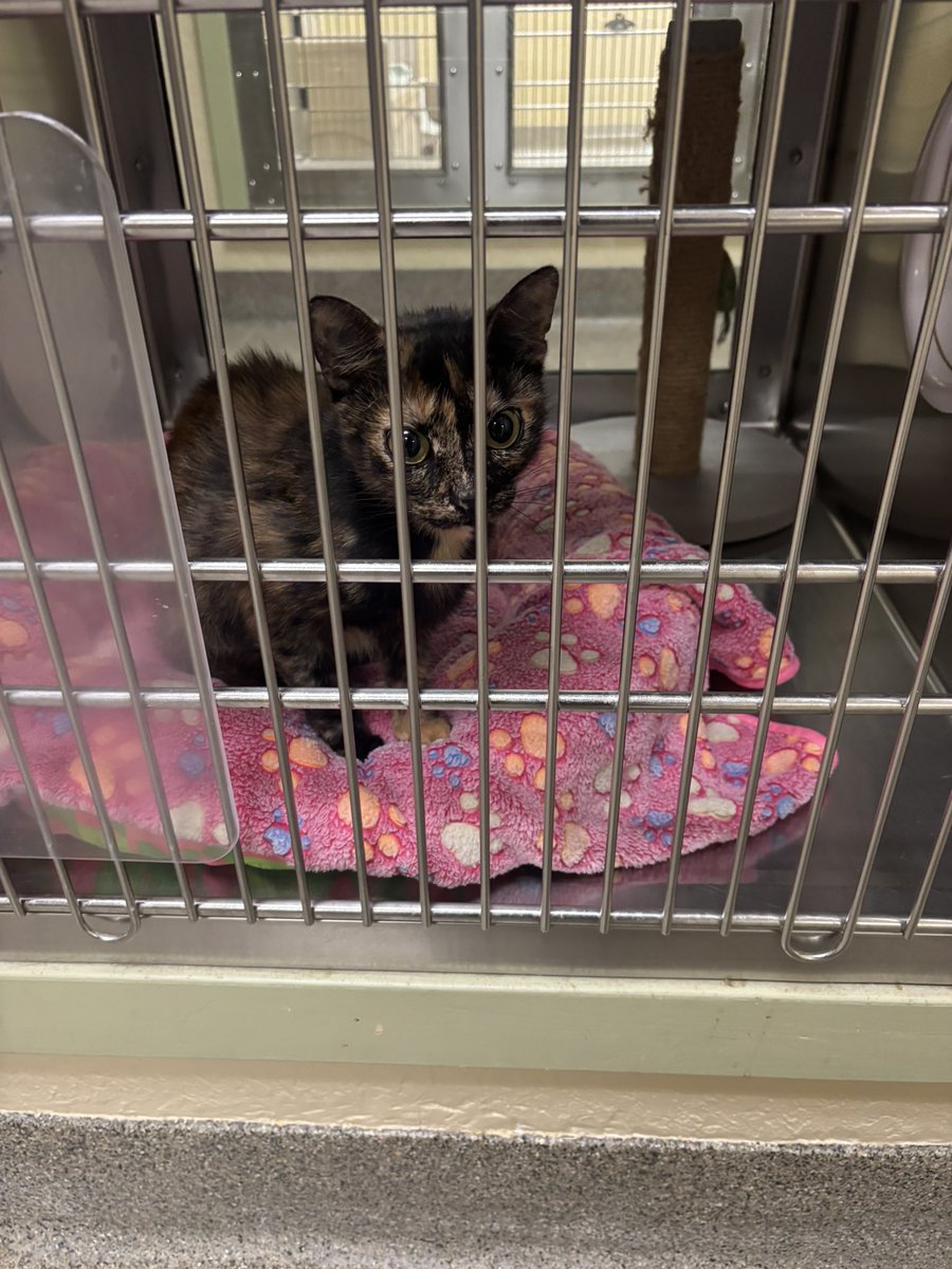 Si D. Ney 💛🩷 tweet media