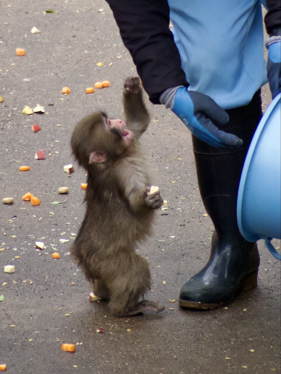 ANIMALIA tweet media