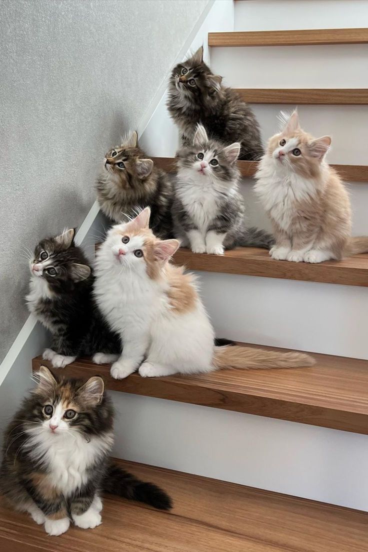 CuteKittensX tweet media