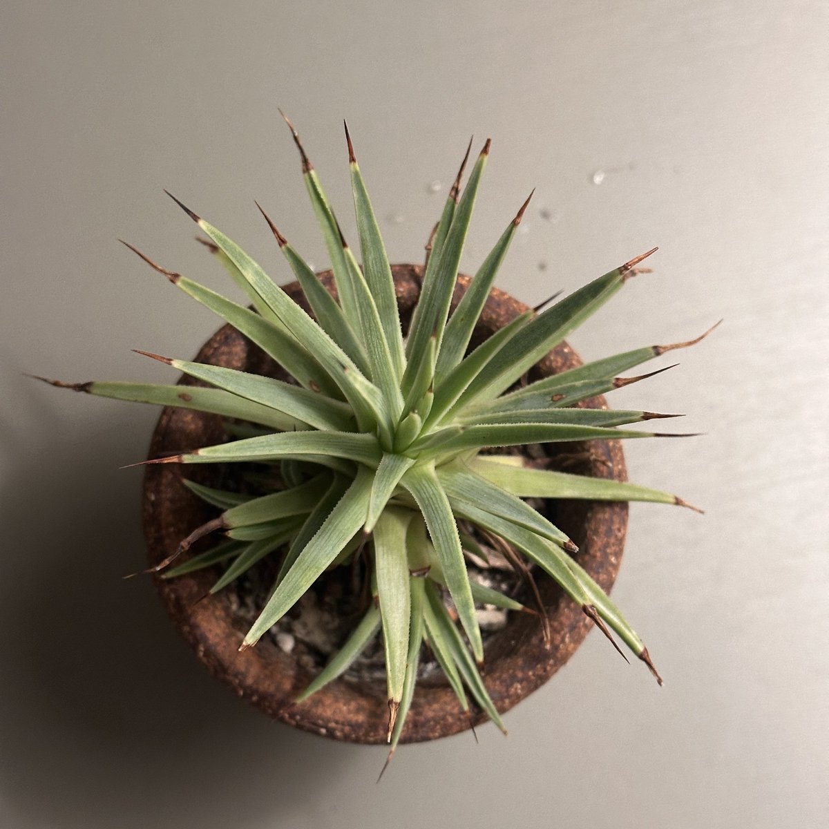 식물이랑 tweet media