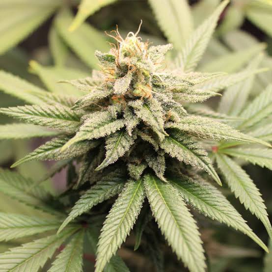 - Le Direct Info 🔴 tweet media