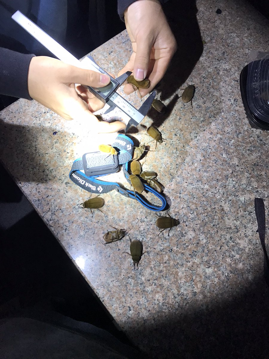 Tanto bedbug ♡ tweet media