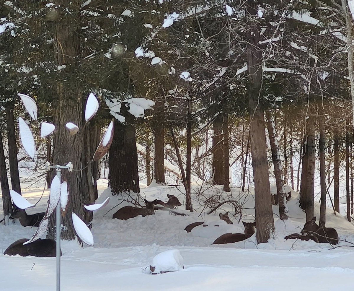 Ultra Jean tweet media