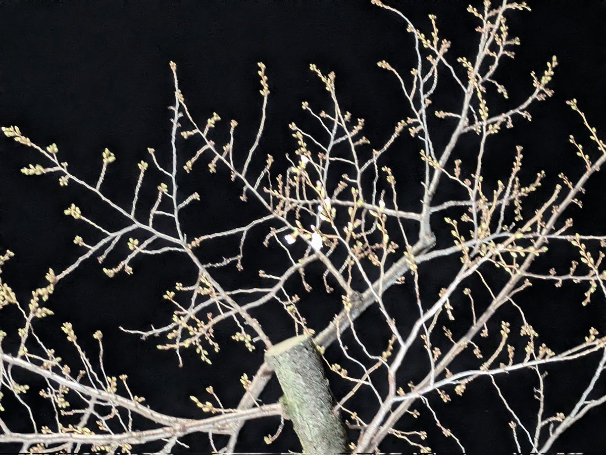 Misaki Shioi (しおい) tweet media