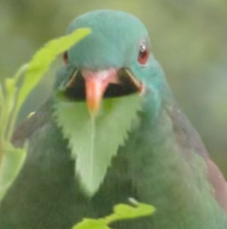 新西兰大肥鸠kererū tweet media