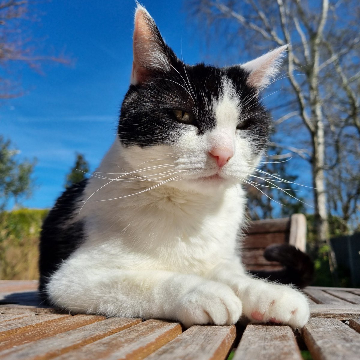 Sun's warming me up! 
Happy #caturday ❤️☀️