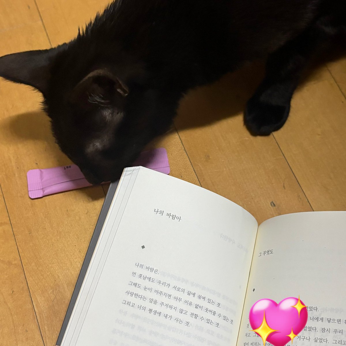 순냥이 tweet media