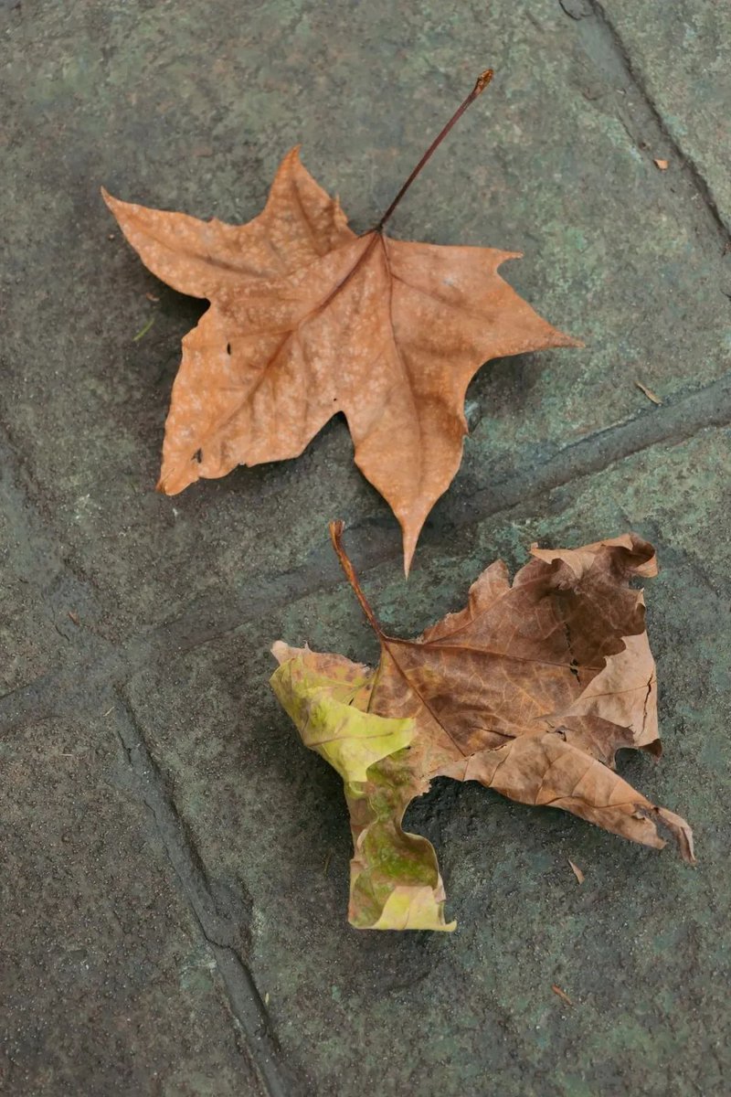 Anmol Mehrotra tweet media