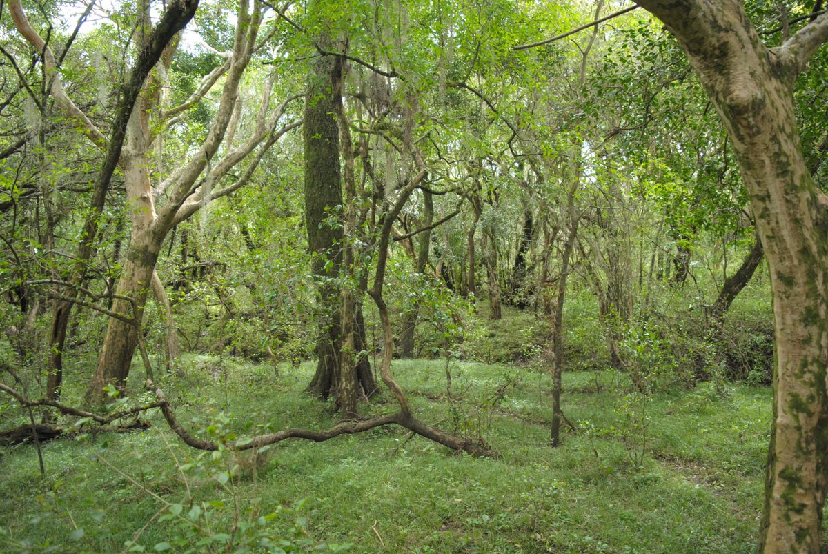 🌳21 de marzo | Día Internacional de los Bosques

Los bosques son clave para el desarrollo sostenible: generan empleo, protegen la biodiversidad y ayudan a enfrentar el cambio climático.

🇺🇾🌳En Uruguay, el sector forestal avanza con una visión de largo plazo que integra
