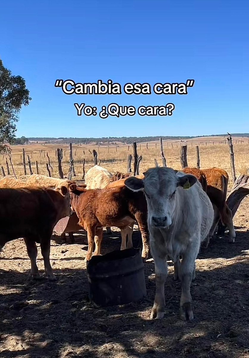 En Júpiter tweet media