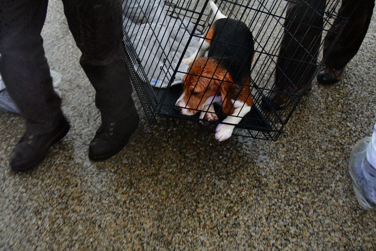 Animal Humane Advocacy tweet media