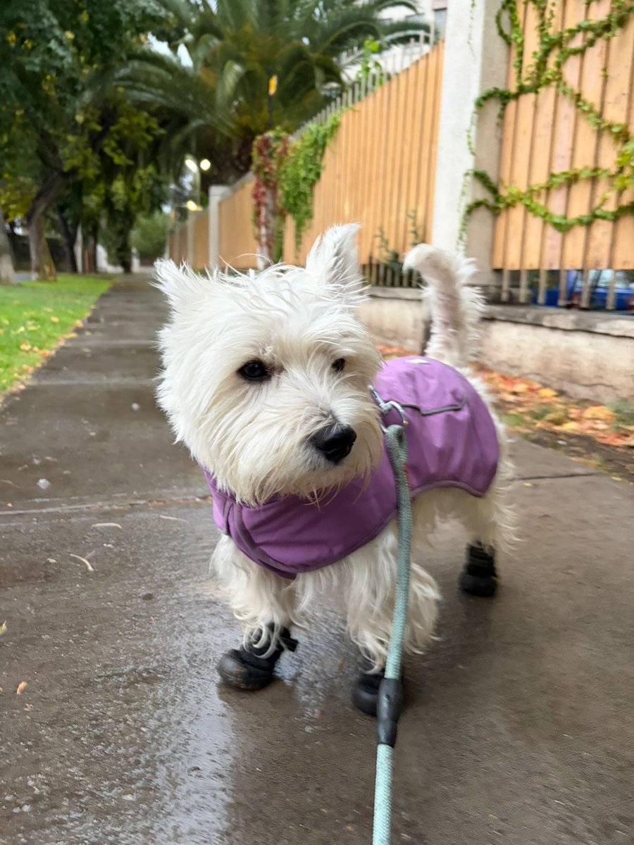 Alejandro Argandona tweet media