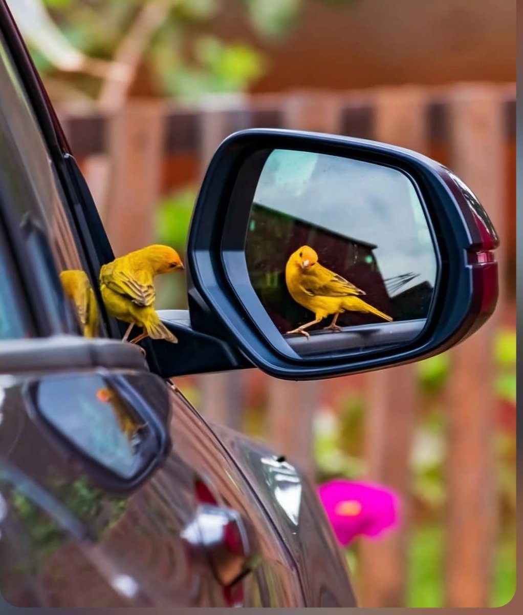 M.A.l.i.c.e tweet media