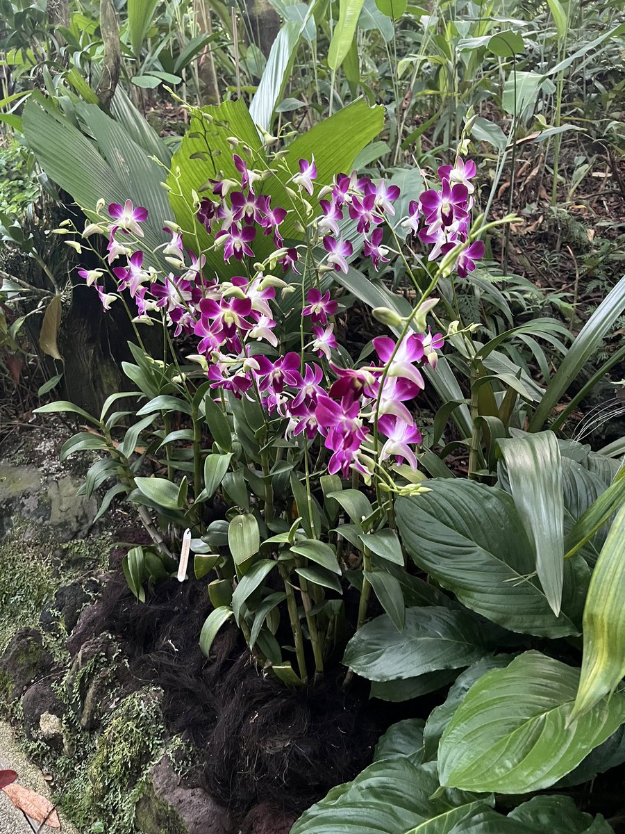 Markus Lérot tweet media