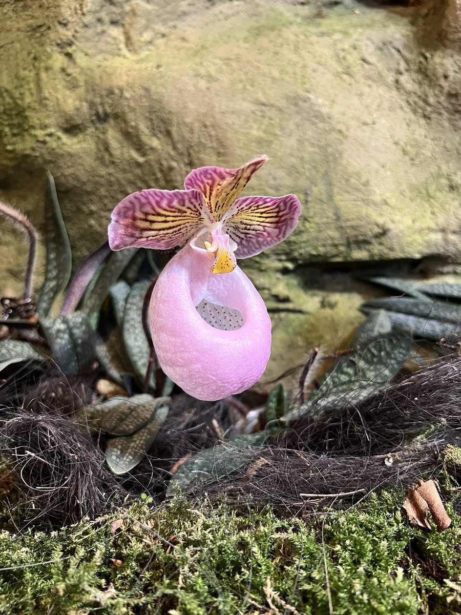 Markus Lérot tweet media