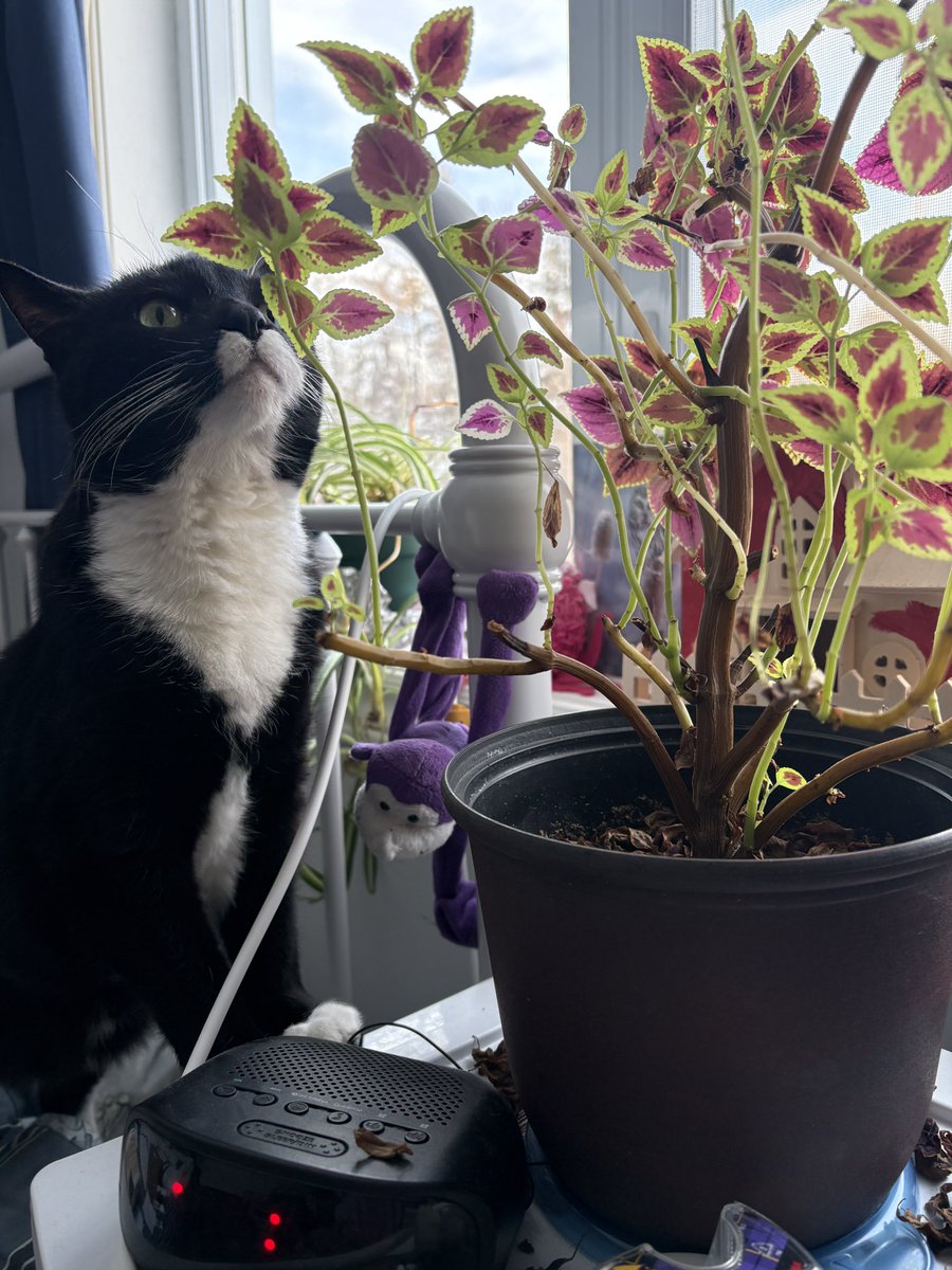 Laura Frost - Suspense Author tweet media