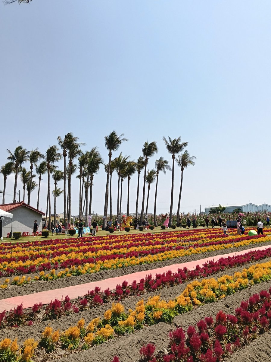 CLHYLH1997's tweet photo. 台南學甲蜀葵花季
#tainan #taiwan #flowers https://t.co/Qlw0H4EjbK