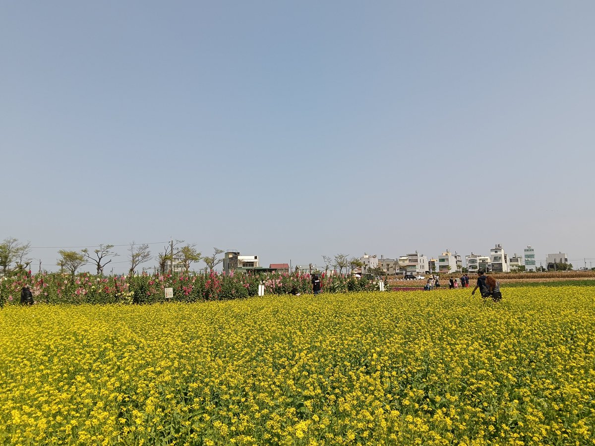 CLHYLH1997's tweet photo. 台南學甲蜀葵花季
#tainan #taiwan #flowers https://t.co/Qlw0H4EjbK