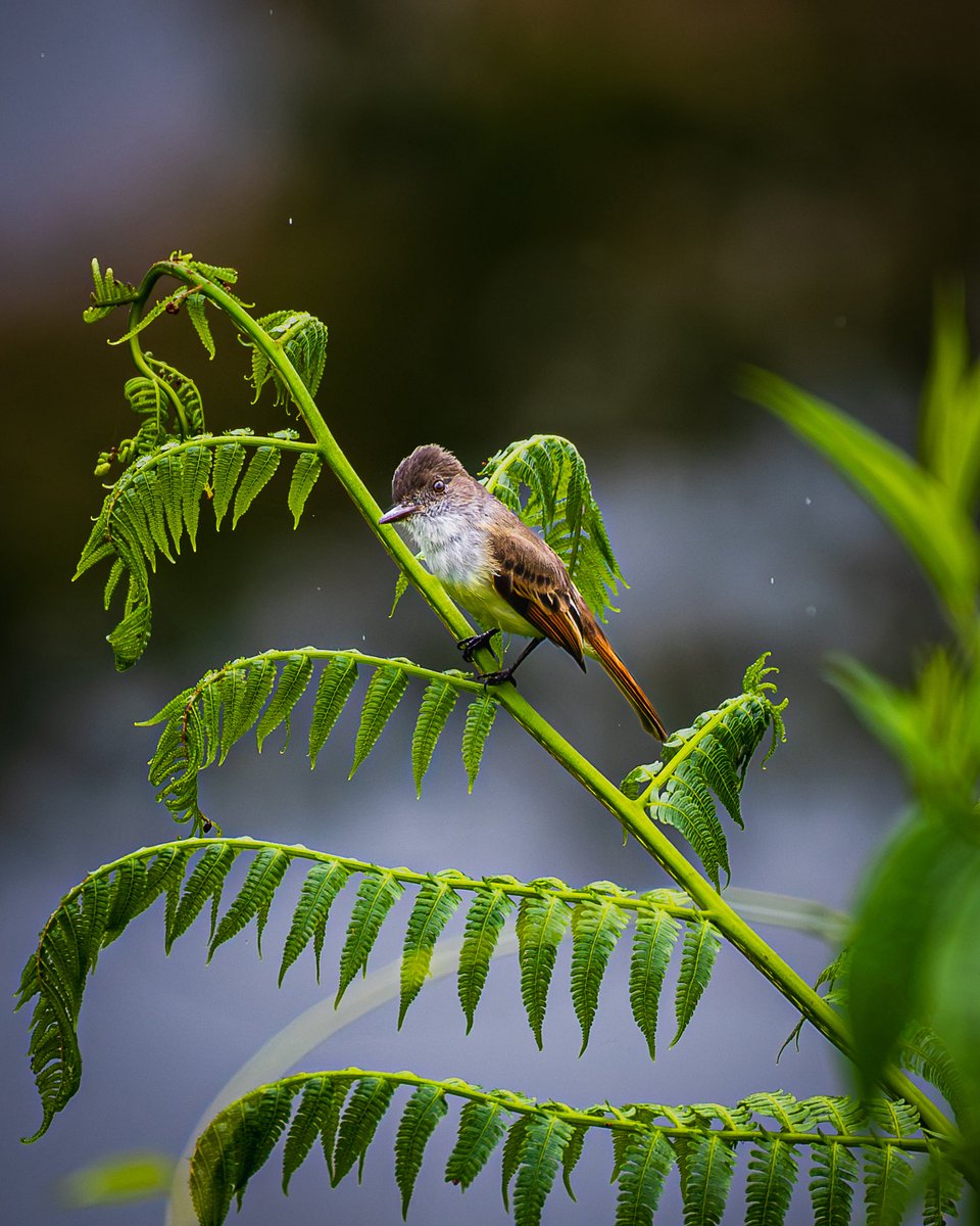 J. P. Monge S. tweet media