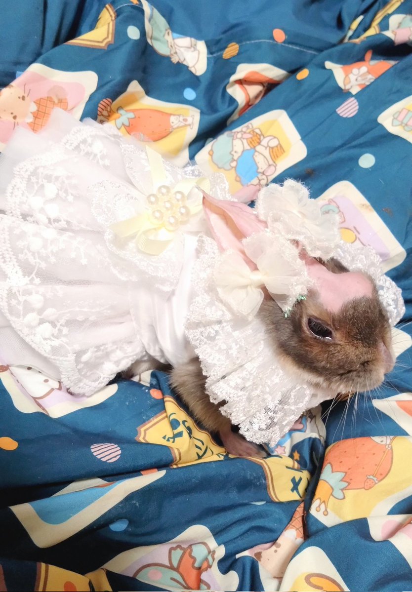 cyoko kinako(うさぎ🐰のチョコちゃん) tweet media