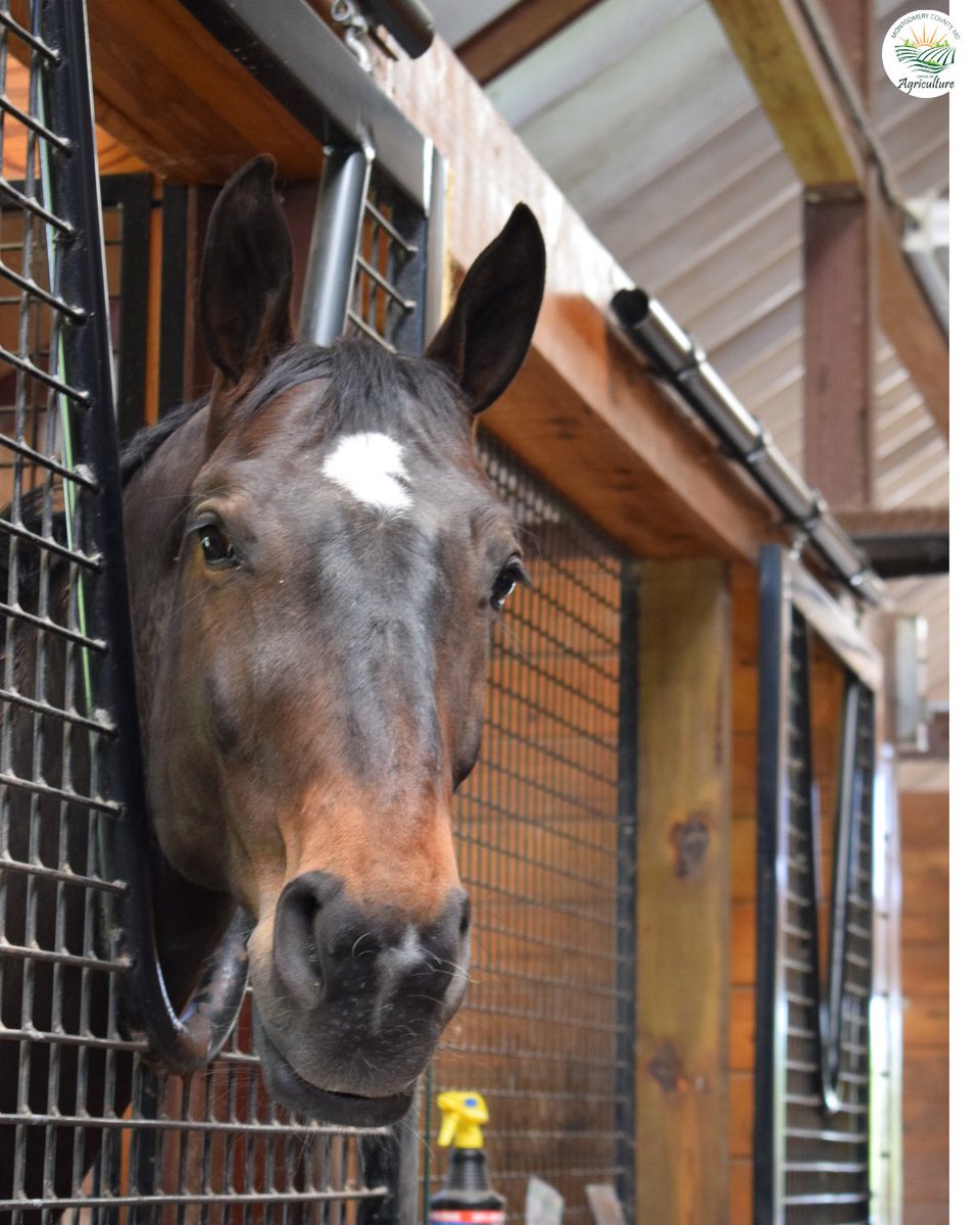 MoCoOAG's tweet image. Montgomery County farms are home to a variety of animals, including horses that are part of our agricultural landscape.
Visit a local farm during our upcoming Annual Farm Tour –  July 25 &amp;amp; 26!
#MoCoAg #FarmAnimals #MarylandAgriculture #VisitLocalFarms #Equine
