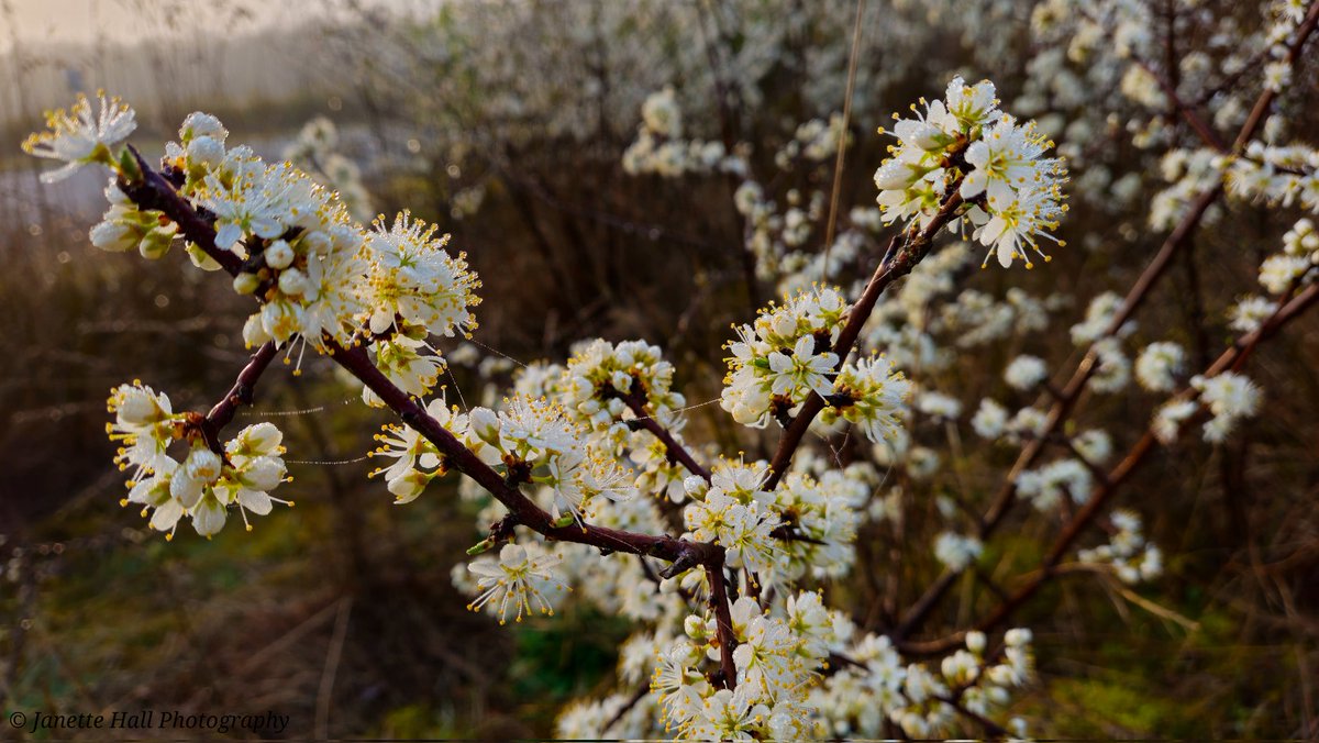 Janette Hall86 tweet media