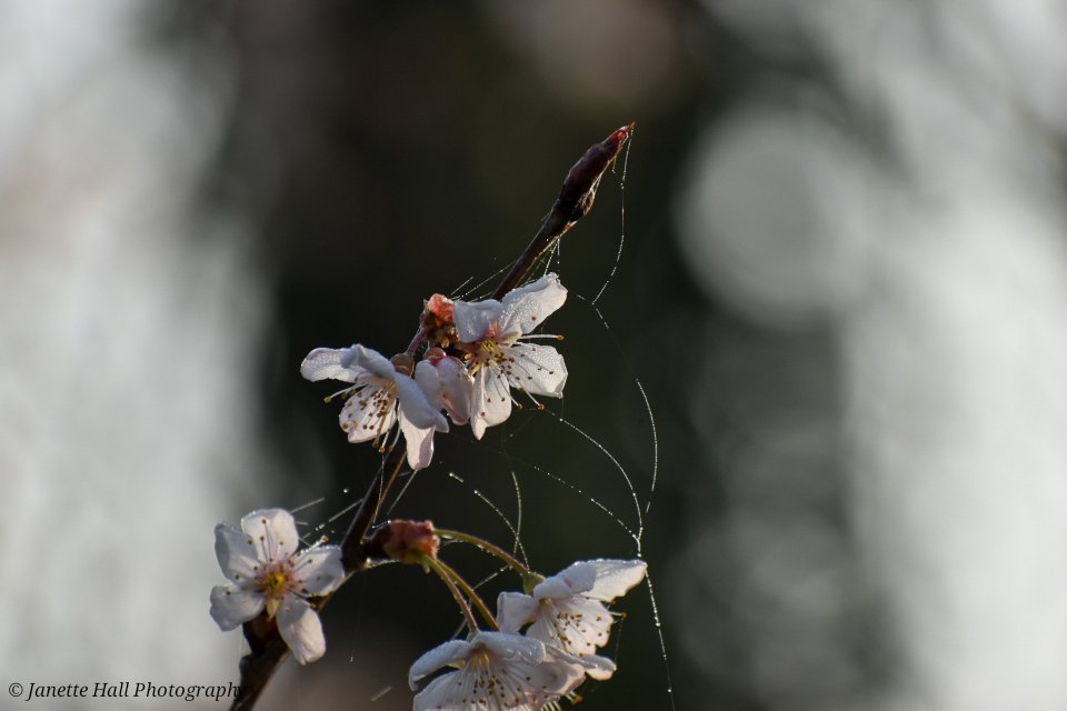 Janette Hall86 tweet media