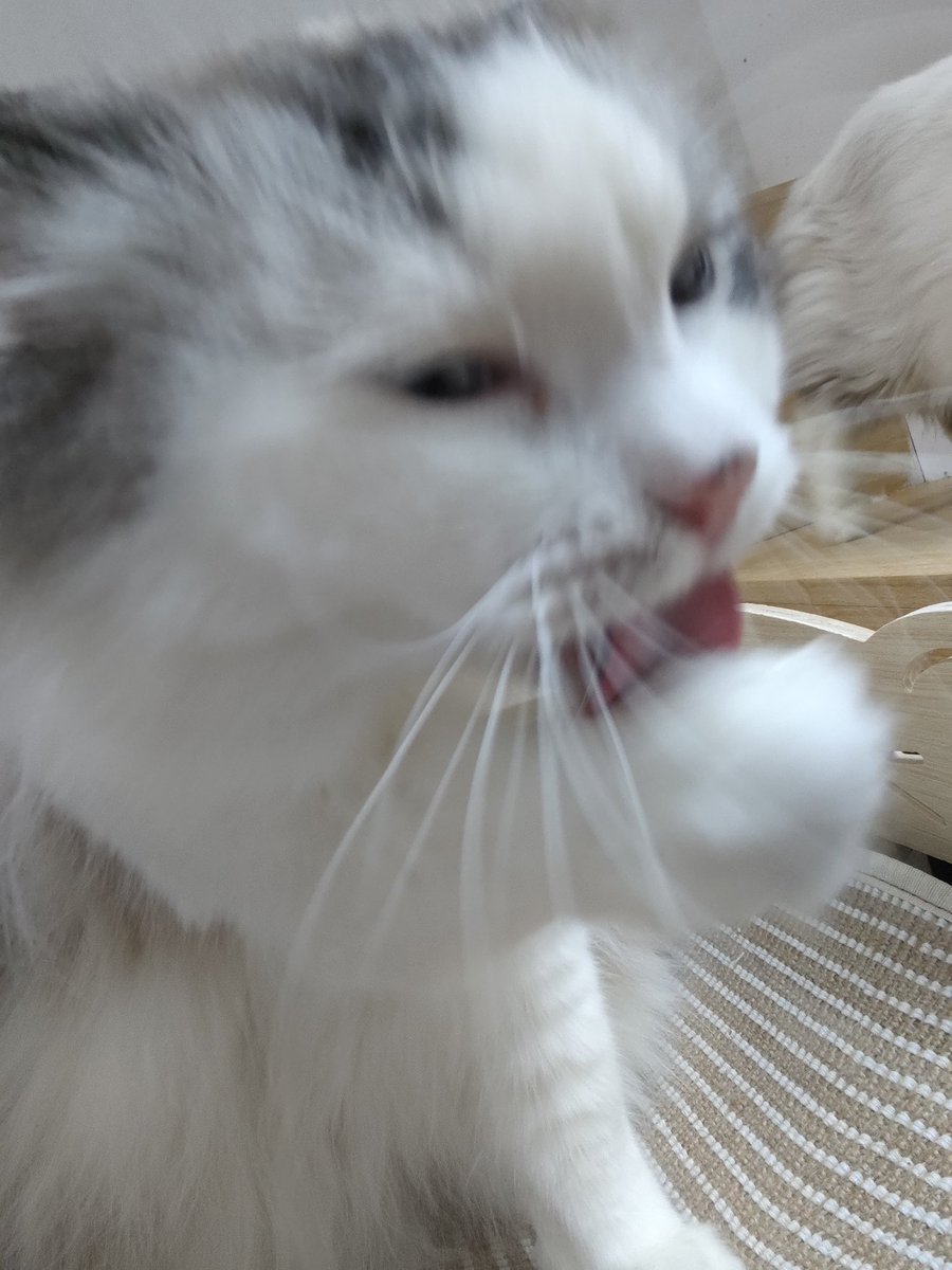 芝士大王 tweet media