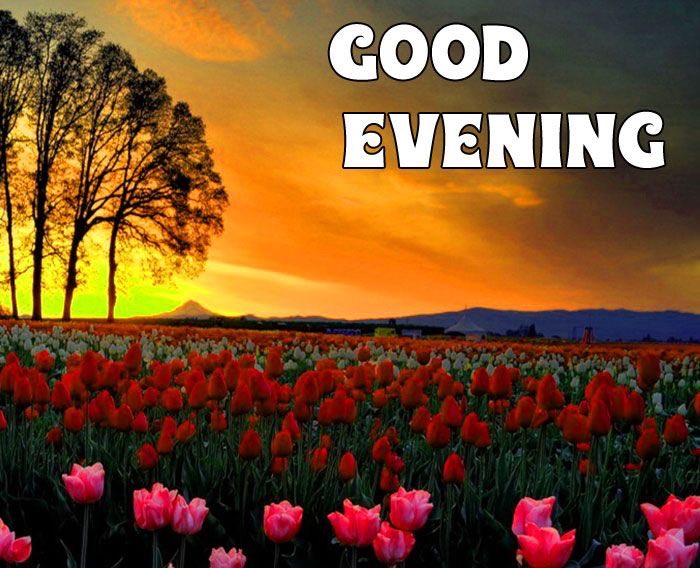 Ijaz Malik tweet media