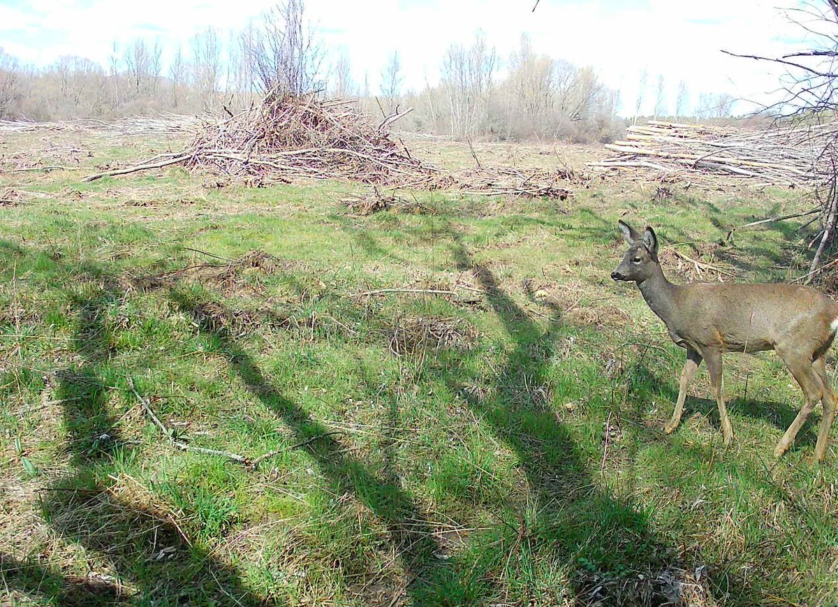 Flor Alvarez Taboada tweet media