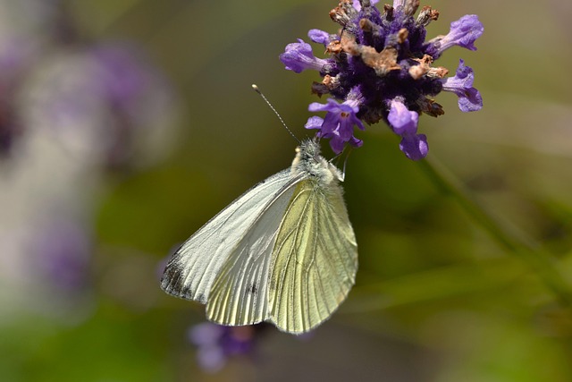 Samantha Jean tweet media