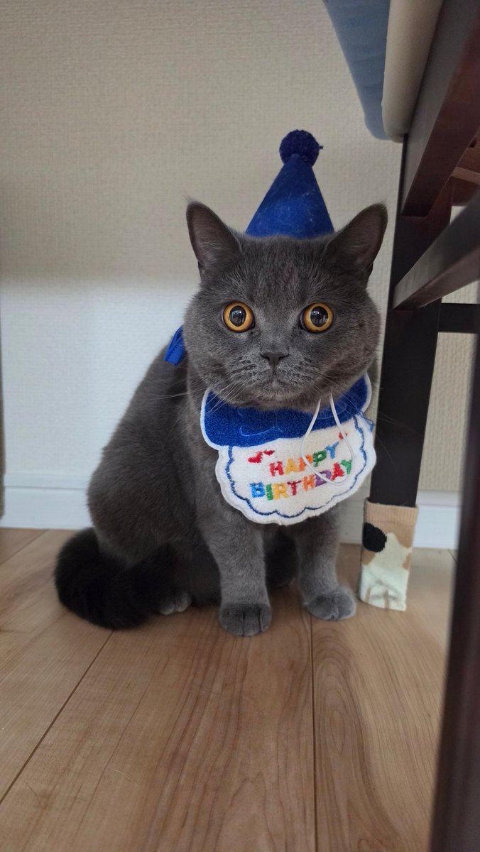 🐾ねここ🐾 tweet media