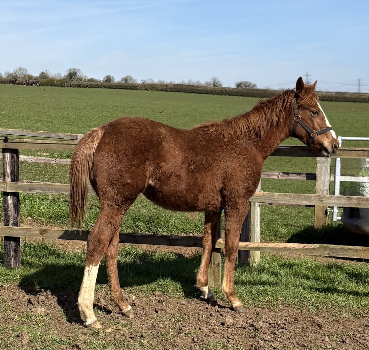 Roz Kay 🐎🌳📚 tweet media