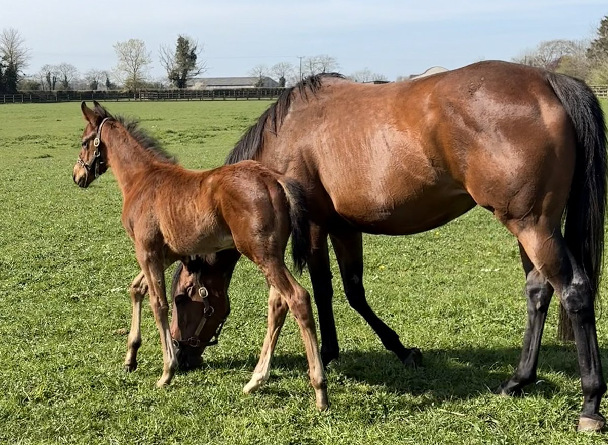 Roz Kay 🐎🌳📚 tweet media
