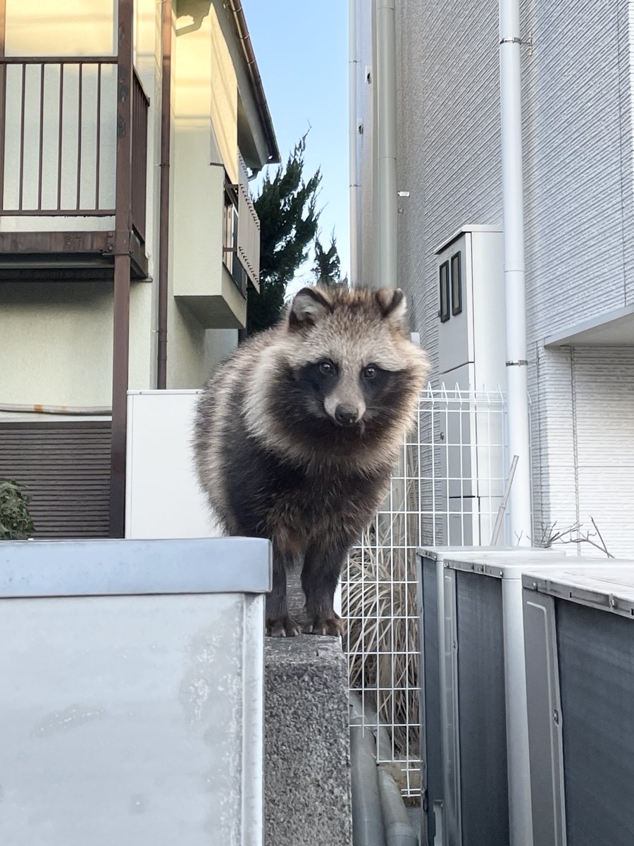 プロ登山家 竹内洋岳 tweet media